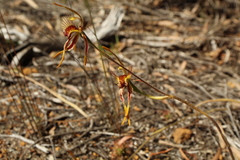 Caladenia corynephora