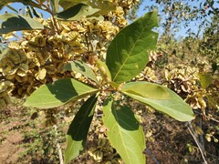 Combretum latifolium