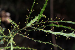 Acacia alata