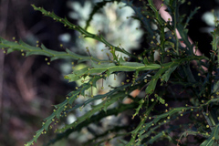 Acacia alata