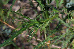 Acacia alata