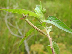 Ludwigia octovalvis