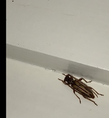 Eburida sublineata