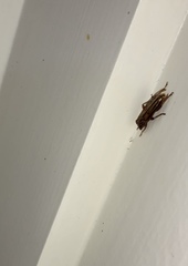 Eburida sublineata