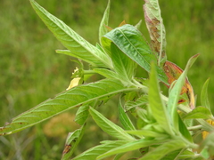 Ludwigia octovalvis