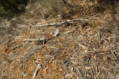 Caladenia corynephora