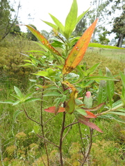 Ludwigia octovalvis