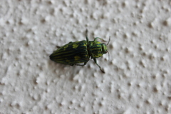Chalcophorotaenia australasiae