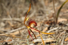 Caladenia corynephora