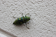 Chalcophorotaenia australasiae