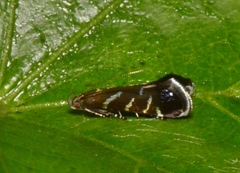 Strobisia proserpinella