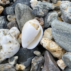 Pterygia dactylus
