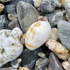 Pterygia dactylus