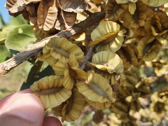 Combretum latifolium