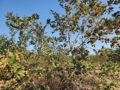 Combretum latifolium
