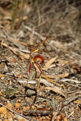 Caladenia corynephora
