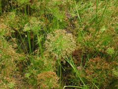 Cyperus prolifer