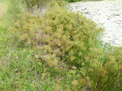 Cyperus prolifer
