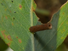 Hemibela