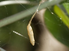 Eriostethus perkinsi