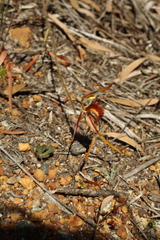 Caladenia corynephora