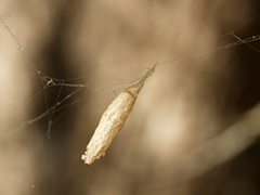 Eriostethus perkinsi