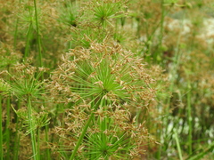 Cyperus prolifer
