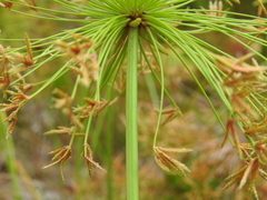 Cyperus prolifer