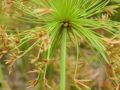 Cyperus prolifer
