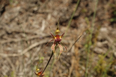 Caladenia corynephora