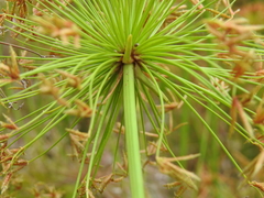 Cyperus prolifer