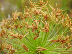 Cyperus prolifer