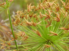 Cyperus prolifer