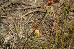 Caladenia corynephora