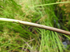Cyperus prolifer