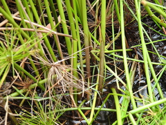 Cyperus prolifer