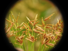 Cyperus prolifer