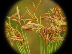 Cyperus prolifer