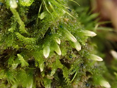 Mniaecia jungermanniae