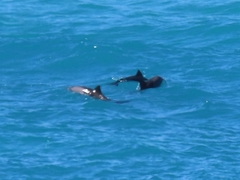 Cephalorhynchus heavisidii