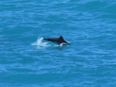 Cephalorhynchus heavisidii
