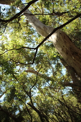 Eucalyptus diversicolor