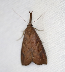 Hypena subvittalis