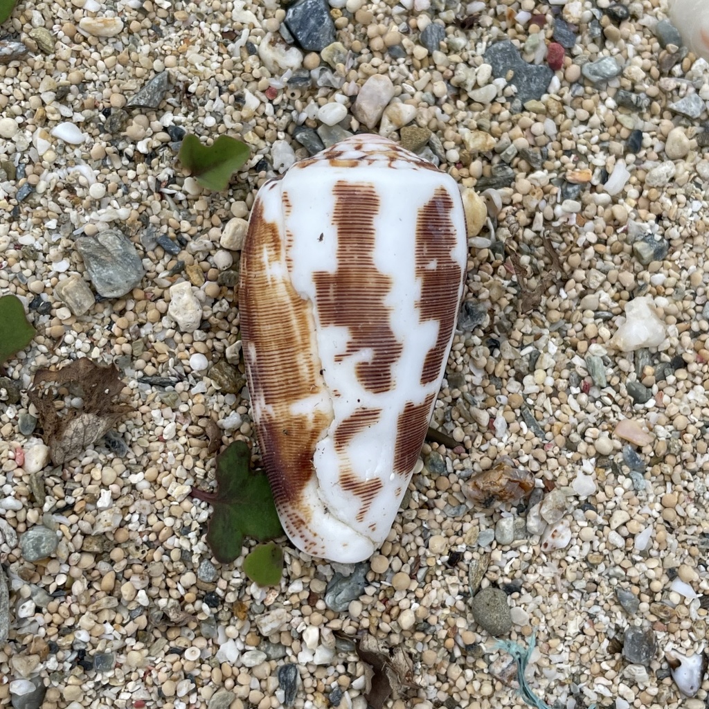 Striated cone