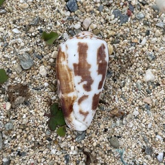 Conus striatus