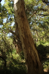 Eucalyptus diversicolor