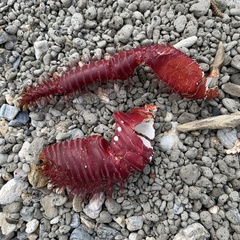Aniculus sibogae