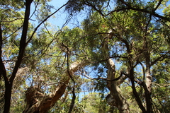 Eucalyptus diversicolor