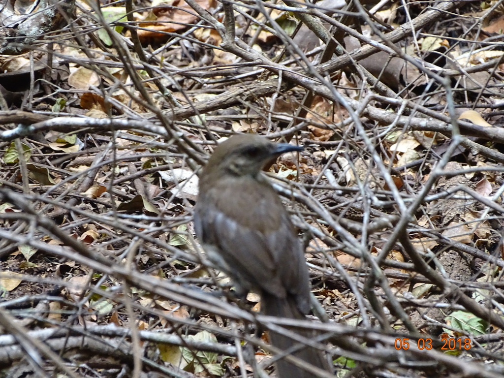 Socorro Mockingbird