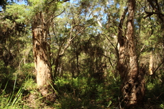 Eucalyptus diversicolor